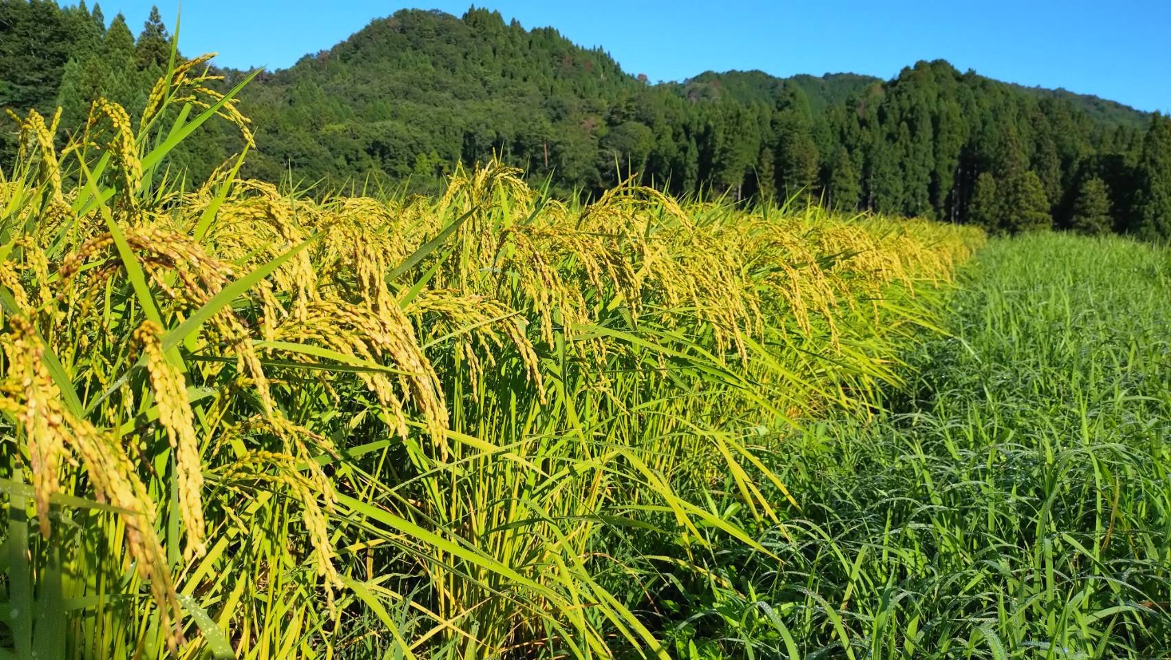実った穂.jpg