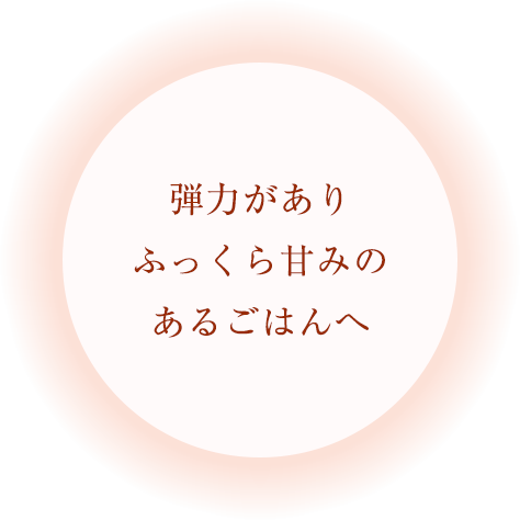 弾力がありふっくら甘みのあるごはんへ